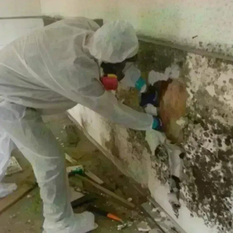 Mold Remediation and Removal in Rock Island County, IL